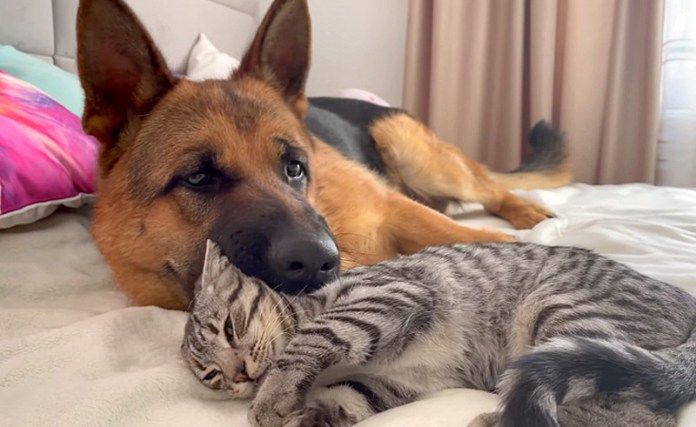 猫にかまって欲しいシェパード