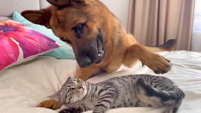 猫にかまって欲しいシェパード