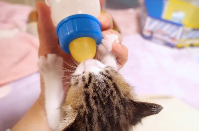 ミルクを飲む子猫