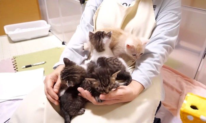 膝の上が子猫達で大渋滞