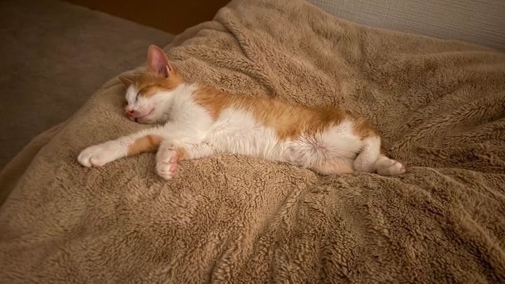 新しいお家でリラックスして寝るチップくん