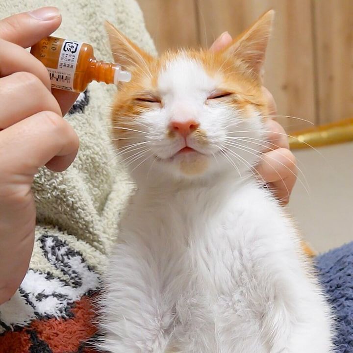 仏のような顔で目薬を差される猫ちゃん