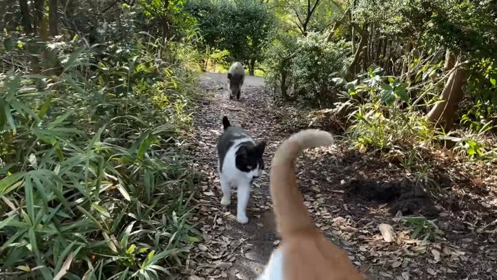 猫たちの散歩の一列縦隊の、後に加わる野良イノシシ