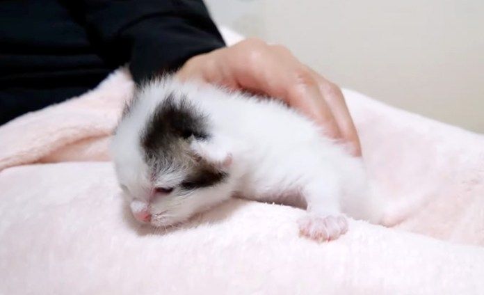 膝の上で甘える子猫