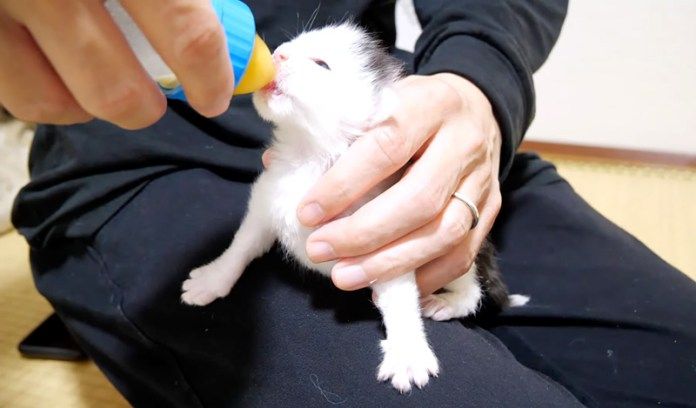 ミルクを飲む子猫