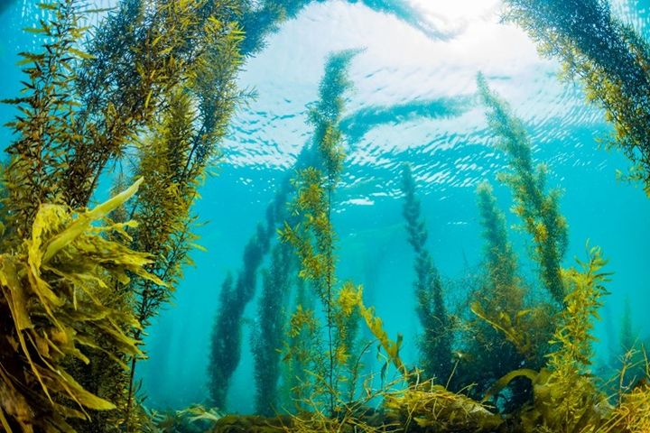 オブ・コスメティックス