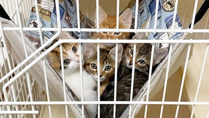 見つめてくる子猫達