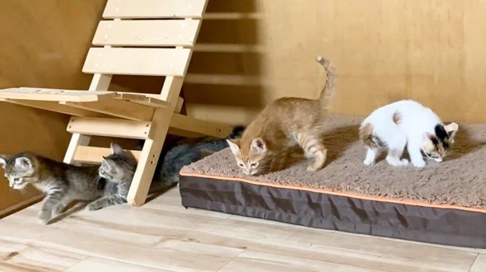 元気に遊び回る子猫達