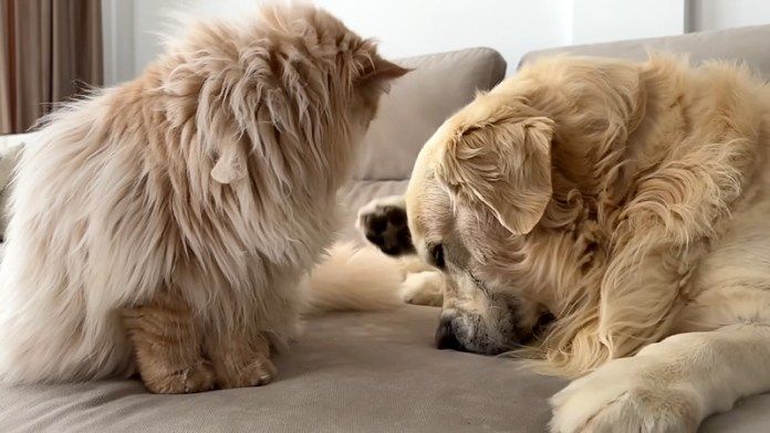 猫に毛づくろいされた犬