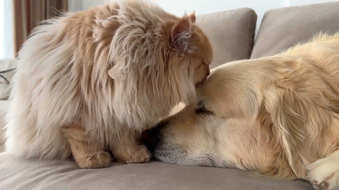 犬を毛づくろいする猫
