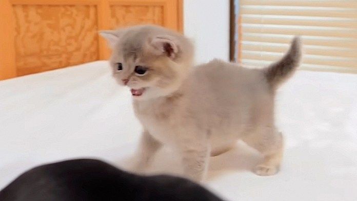 犬のように吠える子猫