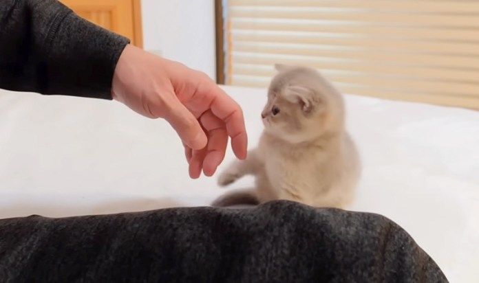 飼い主さんと遊ぶ子猫