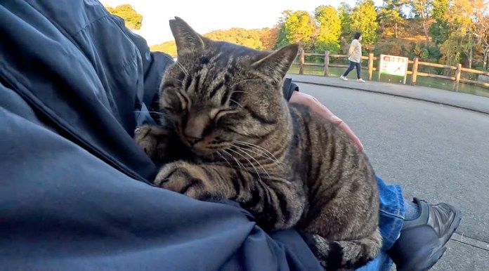 膝の上でくつろぐ猫