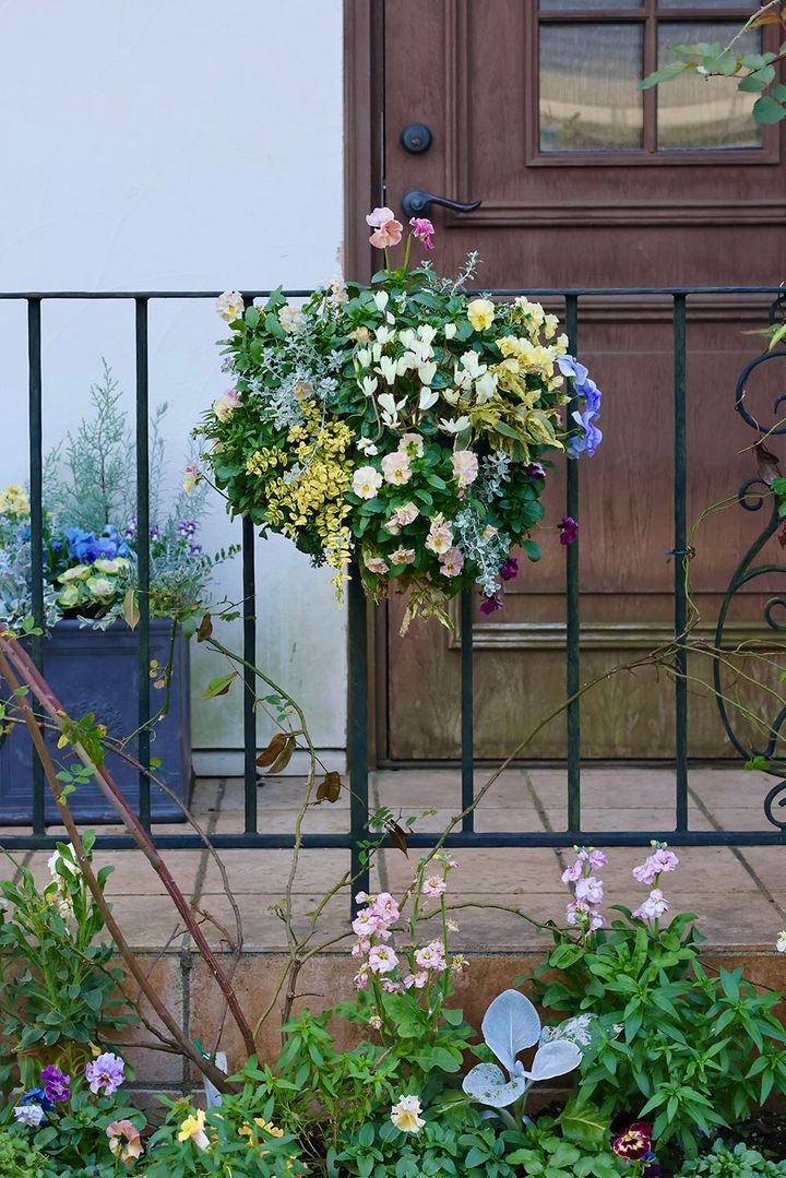 ガーデンシクラメンとパンジーのハンギング