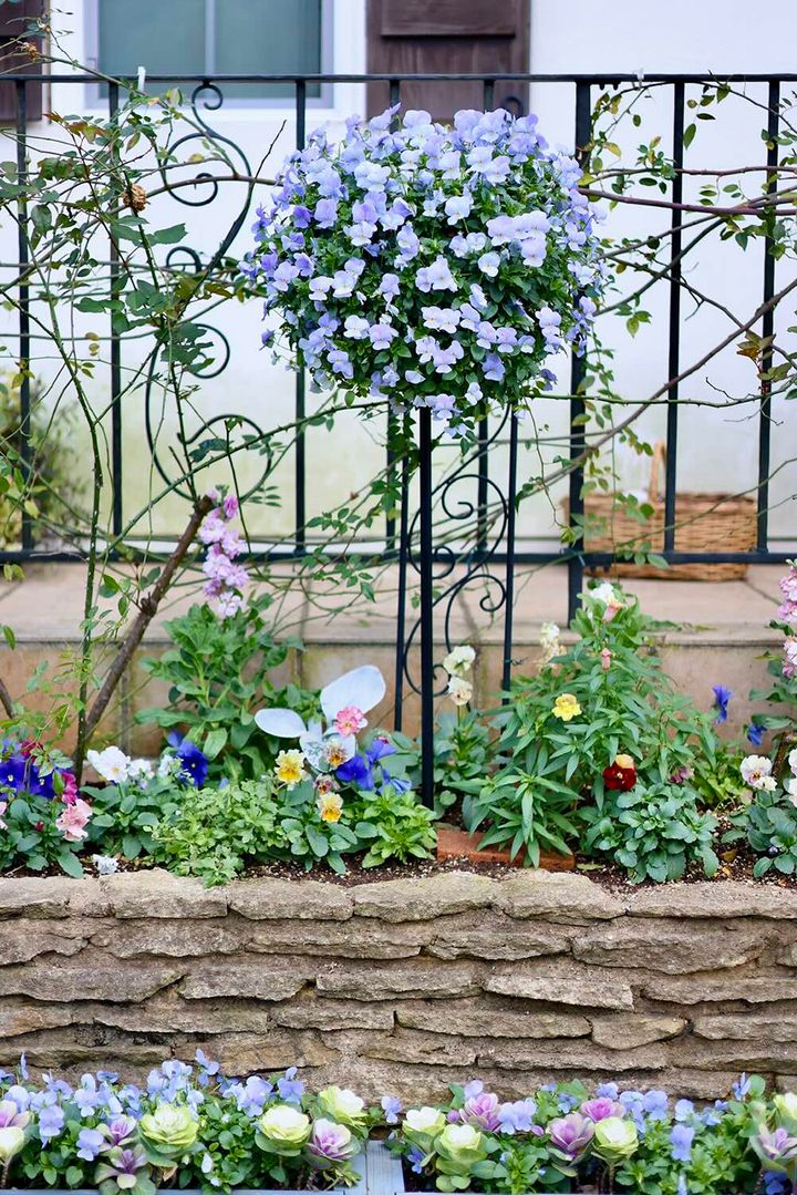 ビオラのハンギング