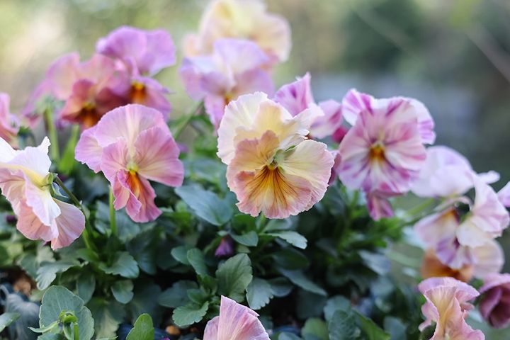 パンジー‘ピーチシェード’