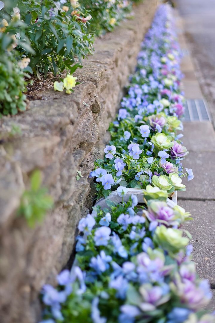 ビオラとハボタンの冬のコンテナ