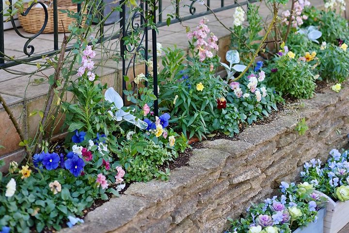 パンジーとダスティーミラー、ストックの冬の花壇