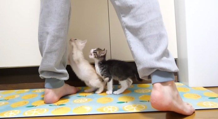 ご飯を催促する子猫達