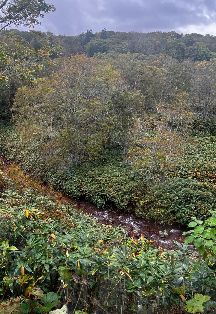 見渡す限り、手つかずの美しい自然が広がる。