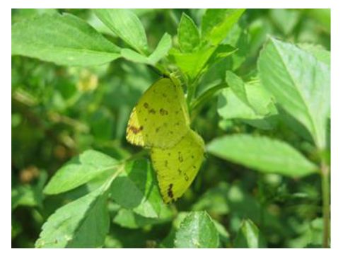 交尾中の石垣島のミナミキチョウ