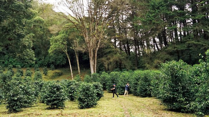 パナマ ジャンソン農園のゲイシャ畑