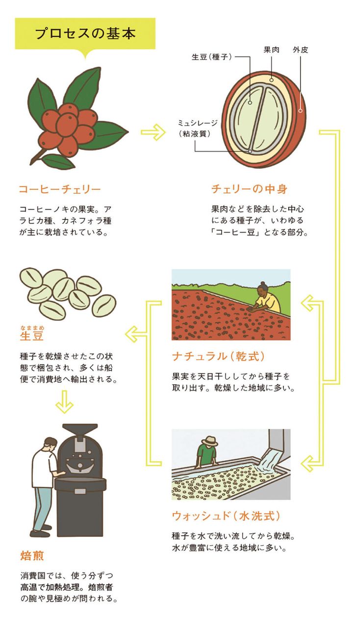 コーヒーのプロセスの図