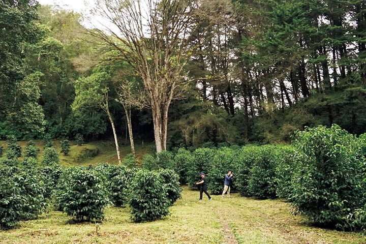 パナマ ジャンソン農園のゲイシャ畑