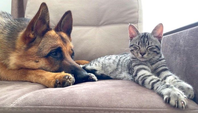 子猫と仲良くなりたい犬