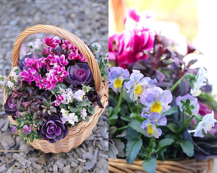 ガーデンシクラメンの寄せ植え