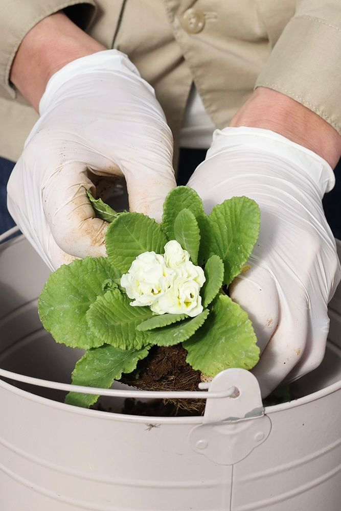 シクラメンの寄せ植えの作り方
