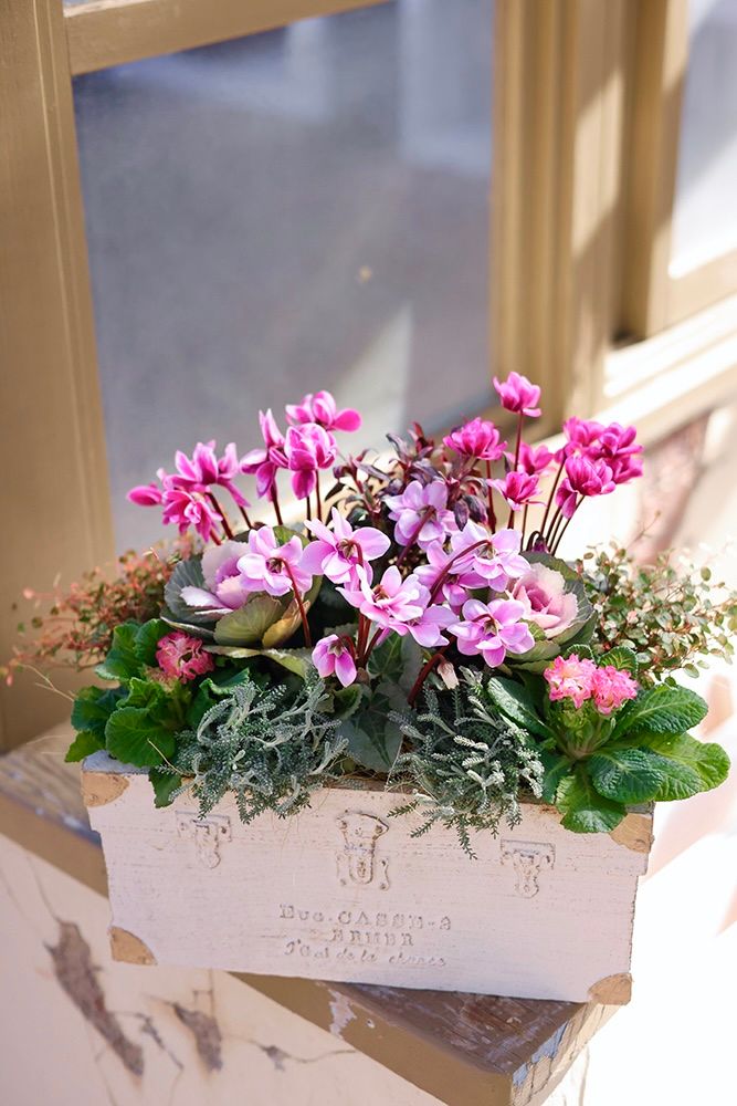 ガーデンシクラメンの寄せ植え