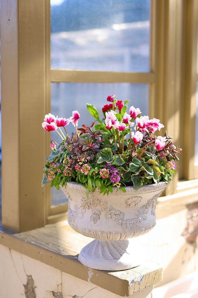 ガーデンシクラメンの寄せ植え