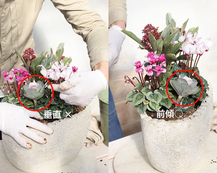シクラメンの寄せ植えの作り方