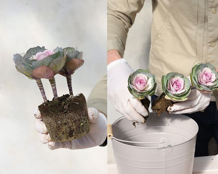 ガーデンシクラメンの寄せ植えの作り方