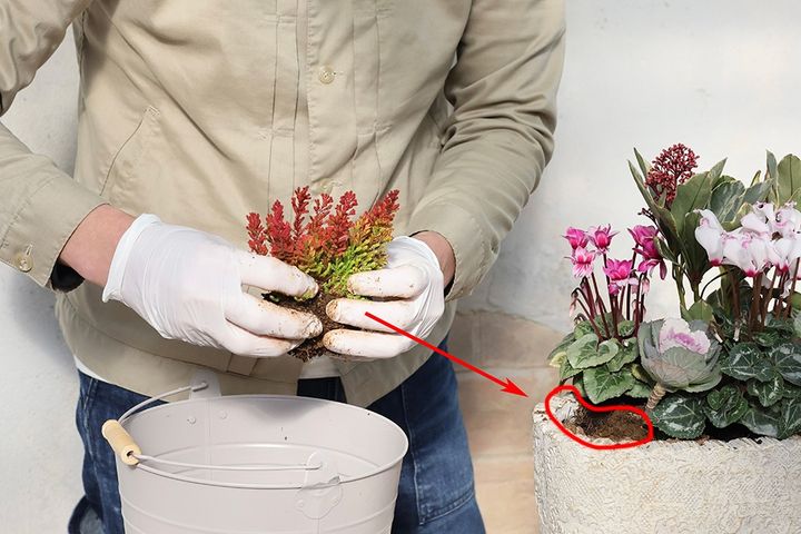 シクラメンの寄せ植えの作り方