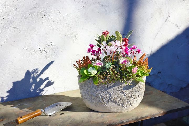 ガーデンシクラメンの寄せ植え