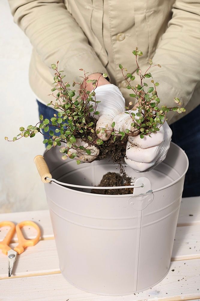 シクラメンの寄せ植えの作り方