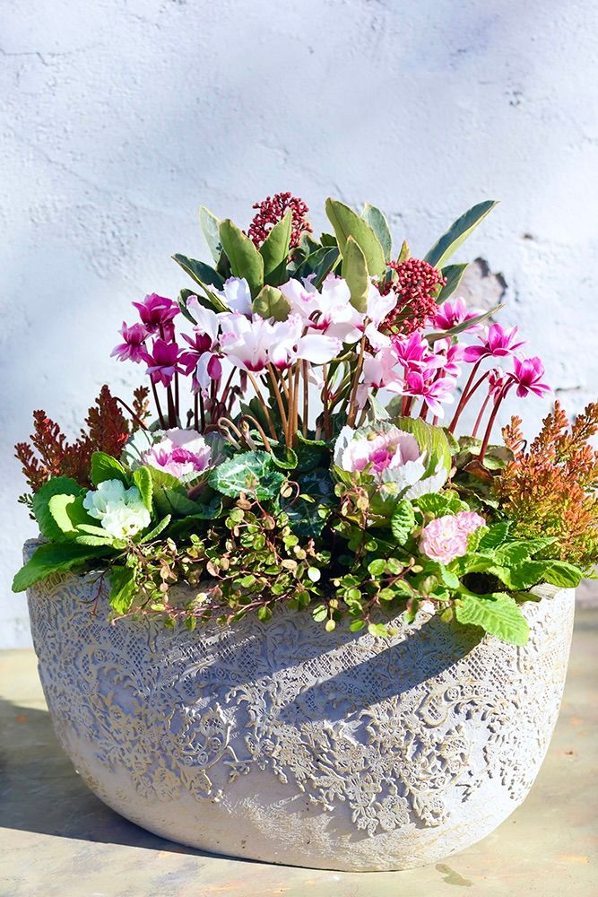 シクラメンの寄せ植えの作り方