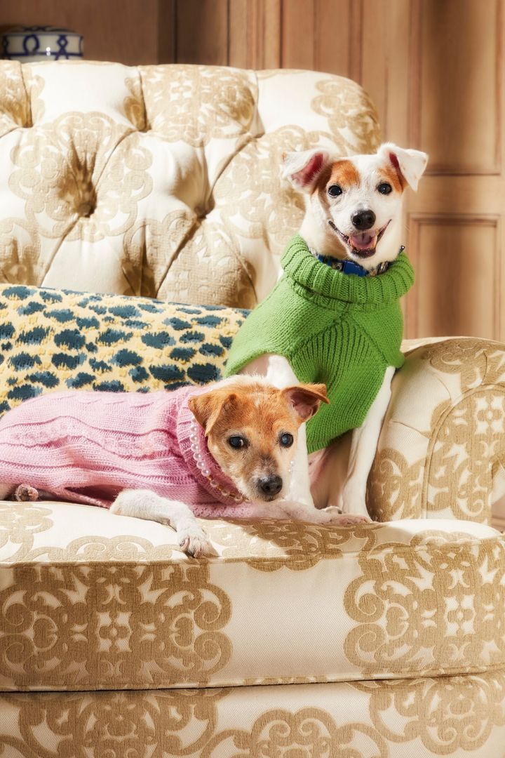 CANINE STYLESのニットに袖を通したチャチャ（左）とマトリー。