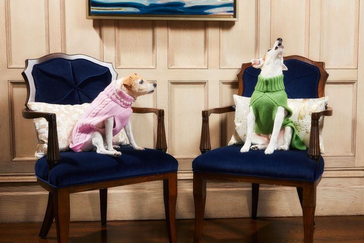 チャチャ（左）とマトリーは『ウィキッド』にインスパイアされたニットを着用し、スタイリッシュに吠える。
