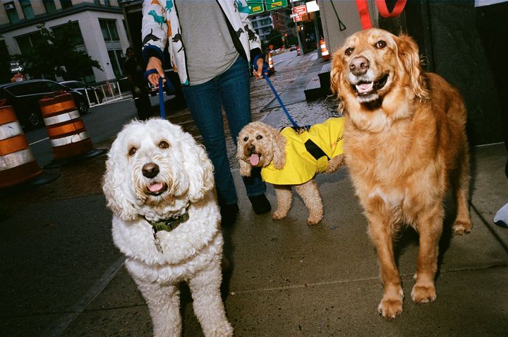 週1回のグルーミングに来た愛犬たち。（左から）フィンチ、ハーパー、ラドリー。