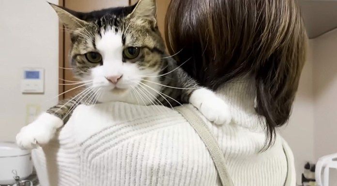 抱っこされる猫