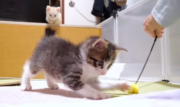 元気に遊ぶ子猫