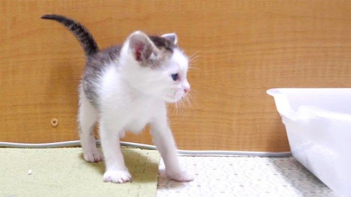 やんのかステップを披露する子猫