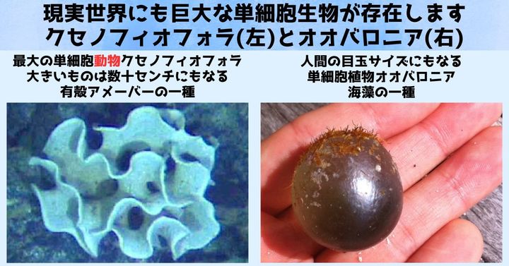 現実世界に存在する巨大単細胞動物と巨大単細胞植物