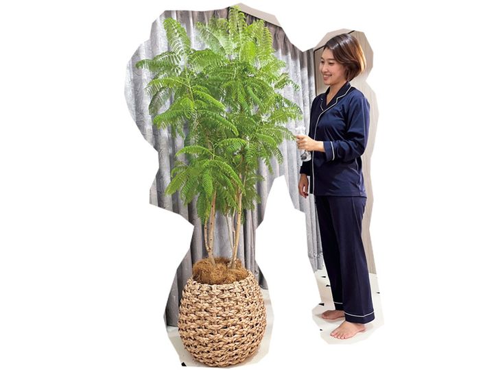 リカバリーウェアを着ながら観葉植物に水をあげるママ