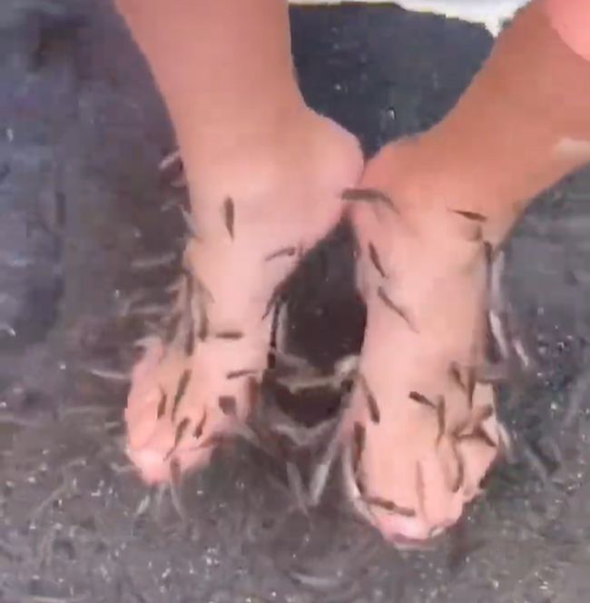 初めてのドクターフィッシュ。兄妹の初めて体験を比べてみたら