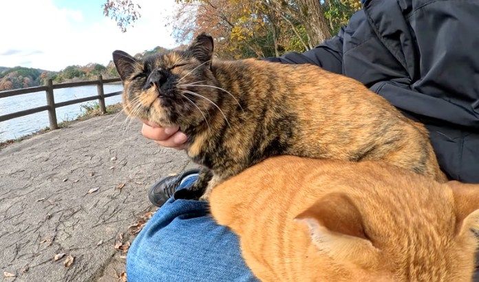 膝の上で撫でられる猫