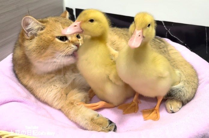 ヒナを毛づくろいする子猫